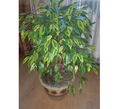 Фікус Бенджаміна  Анастасія (Ficus Anastasia)